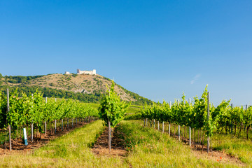 Fototapeta na wymiar vineyards, castle Devicky, Palava, Moravia region, Czech Republic