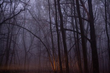 Heavy fog in the autumn forest