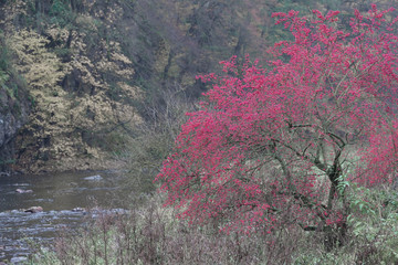 river valley Jihlava, Templstejn, Czech Republic