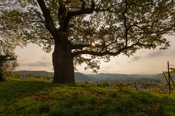 Herbst Baum alt Eiche und Ahorn Weinberg Hintergrund