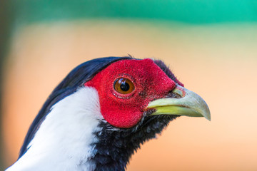 pheasant head protrait looking right