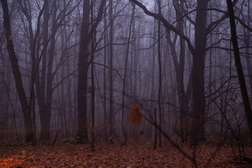 Heavy fog in the autumn forest