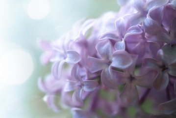 Fototapeta premium Blurred abstract background with lilac flowers