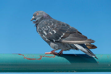 pigeon on a metal rod