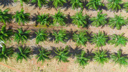Melon and coconut farm shot from above in brazil during harvesting time