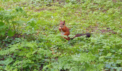 Squirrel in the park eating a cookie. Red-haired beauty with a fluffy tail.