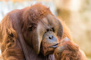 Bored orangutan looking at his fingers © JorgeArmando