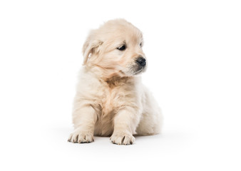 Obraz premium Golden retriever puppy sitting isolated