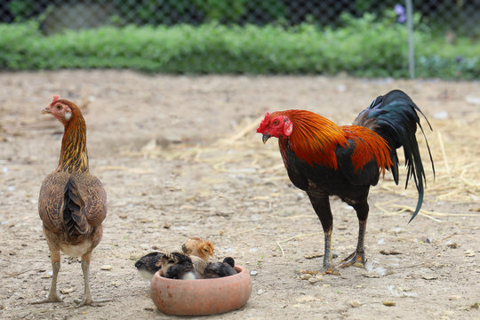 fighting cock and baby cock eat food in farm at thailand