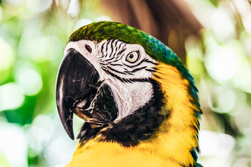 blue and yellow parrot