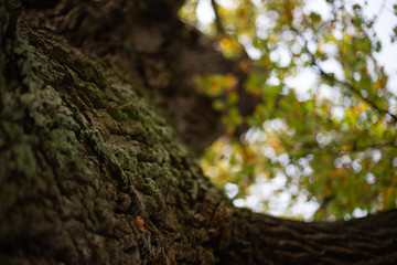 Herbst Baum alt Eiche und Ahorn Weinberg Hintergrund