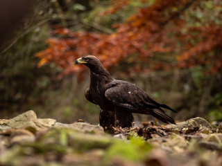 Golden eagle (Aquila chrysaetos) on the rock in creek. Autumn forest in background. Golden eagle portrait. Golden eagle sitting on rock.