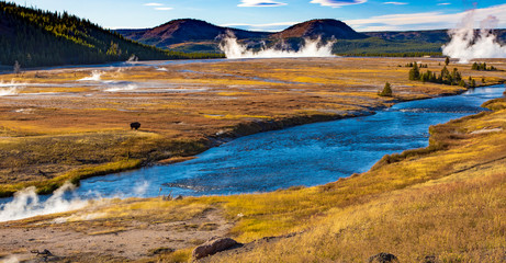 Yellowstone with Madison river and lone buffalo with mountain and steam background