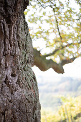 Herbst Baum alt Eiche und Ahorn Weinberg Hintergrund