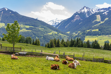 Herd of cows, Schladming Tauern, Austria