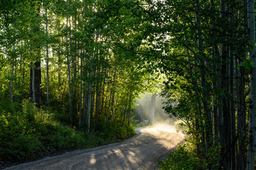 Obraz premium road in forest