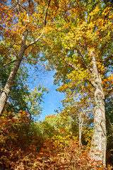 Beautiful slender tree and its golden foliage, in autumn