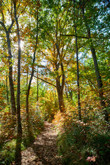 Fototapeta na wymiar Path in the woods, at dusk, in autumn