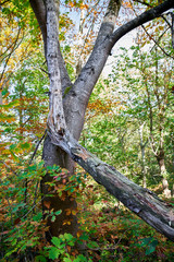  Broken tree, slumped against another, in the woods