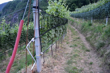 Weinbau Hagelnetz mit Kurbel aufrollen