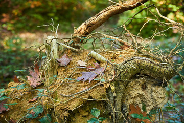  Close up on the roots of a fallen tree