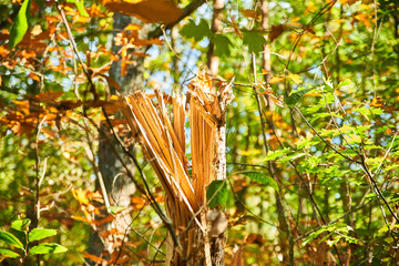  Young ripped trunk under the autumn sun in the forest