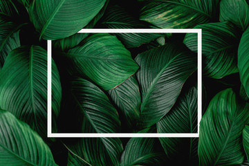 tropical leaves with white frame, abstract green leaves, natural green background