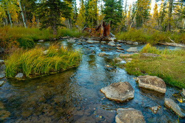 Duck Creek in the Forest