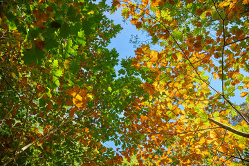 Foliage of yellowing oak, in autumn