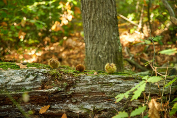 Obraz premium Chestnuts fallen on a tree trunk, in the woods