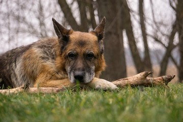 Old wise German Shepherd Dog. Reflections on life