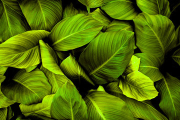 leaves of Spathiphyllum cannifolium, abstract green texture, nature background, tropical leaf