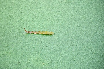 dry leaves fall onto a dense green duckweed full of water