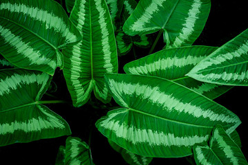 tropical leaves, abstract green leaves pattern texture, nature background
