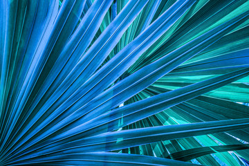 tropical palm leaf and shadow, abstract natural green background, dark blue tone