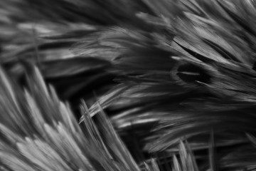Beautiful abstract white and gray feathers on dark background and colorful soft brown white feather texture on white pattern