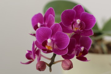Naklejka na ściany i meble beautiful Miniature Moth Orchid Phalaenopsis flower close-up