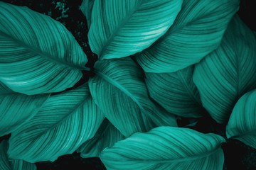 leaves of Spathiphyllum cannifolium, abstract green texture, nature background, tropical leaf