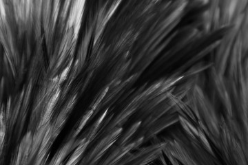 Beautiful abstract white and gray feathers on dark background and colorful soft brown white feather texture on white pattern