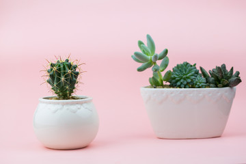 Cacti in pots on pink background with space for text. Concept zhivyah plants