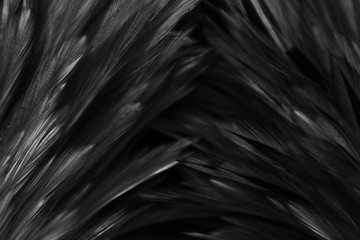 Beautiful abstract white and gray feathers on dark background and colorful soft brown white feather texture on white pattern