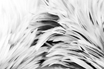 Beautiful abstract white and gray feathers on dark background and colorful soft brown white feather texture on white pattern