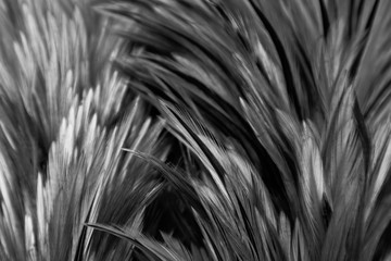 Beautiful abstract white and gray feathers on dark background and colorful soft brown white feather texture on white pattern