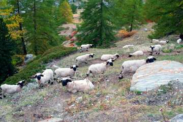 Fototapeta premium Animals under the Matterhorn
