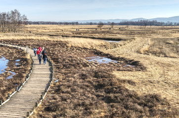 Walking through the peat bog in hille