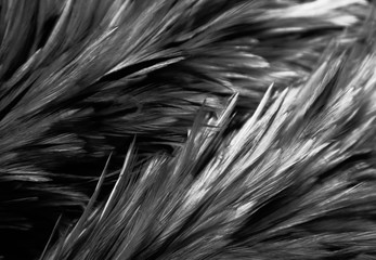 Beautiful abstract white and gray feathers on dark background and colorful soft brown white feather texture on white pattern