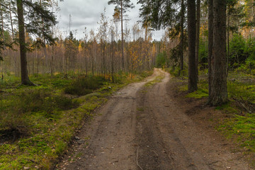 Fototapeta premium forest road, mixed forest. There is a sandy road leading through the forest. Forest landscape. Mixed forest in which spruce, pine, birch grow. The forest is self-healing after cutting down trees.
