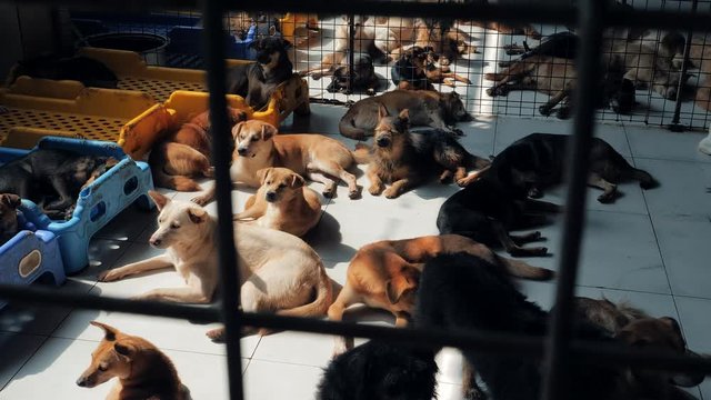 Different mixed breed dogs behind the fences. Dogs in a shelter or an animal nursery. Shelter for animals concept.