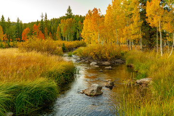 Brilliant Colors of Aspen Along Duck Creek - obrazy, fototapety, plakaty