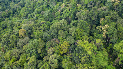 Aerial top view of forest texture background view from above